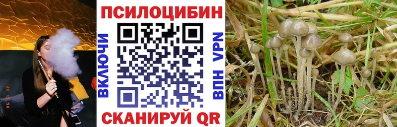 Псилоцибиновые грибы Psilocybe  Купить  Липки 
